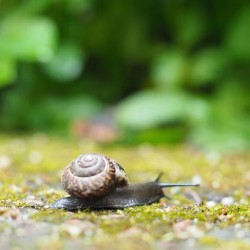 1KG ŚRODEK GRANULAT BARIERA NA ŚLIMAKI PRZECIW ŚLIMAKOM NATURALNY PREMIUM