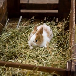 Naturalne sianko dla królika gryzoni siano świeże naturalne 3kg