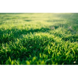 Nawóz Do Trawników 25KG Siarkopol Trawnik MAX 25 kg TOP Azot