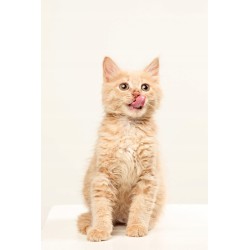 Whiskas przysmak poduszeczki dla kota Temptations KURCZAK i SER 16x60g