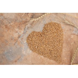 SIEMIĘ LNIANE ZŁOTE 25kg Nasiona złote jakość