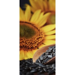 SŁONECZNIK CZARNY Drobny KARMA DLA PTAKÓW 10KG