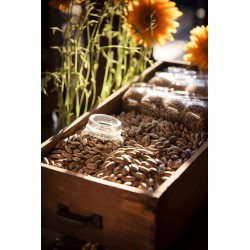 SŁONECZNIK ŁUSKANY 100g Naturalny wysoka jakość