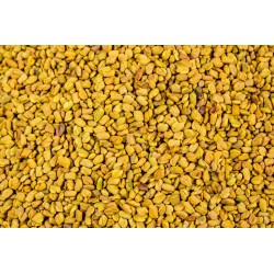 KOZIERADKA ZIARNO 1kg Nasiona kozieradki jakość