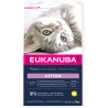 Eukanuba sucha karma dla kociąt kurczak 2 kg