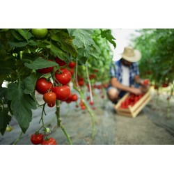 Siarczan amonu 5kg - granulat do roślin - nawóz zakwaszający gleby PREMIUM