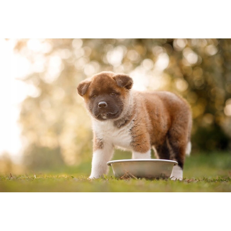 Tuf Tuf Selection 12x 415g mokra karma dla psa bogata w wołowinę