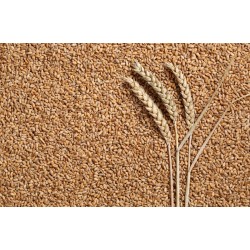 PSZENICA 25KG ziarno zboże karma dla drobiu kur gołębi kaczek 25 kg