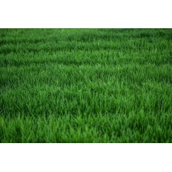 Siarczan amonu 25kg - granulat do roślin - nawóz zakwaszający gleby