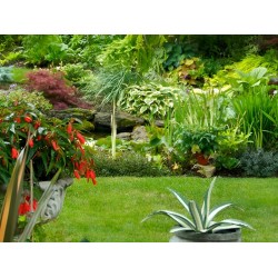 Siarczan amonu 25kg - granulat do roślin - nawóz zakwaszający gleby