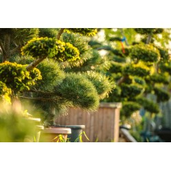 25kg Nawóz do Tui Iglaków Cisów wiosenny Regeneracyjny Przeciw Brązowieniu