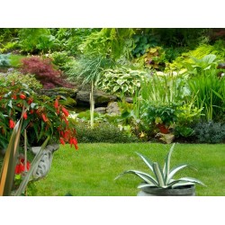 25kg Nawóz do Tui Iglaków Cisów wiosenny Regeneracyjny Przeciw Brązowieniu