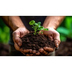 25kg Nawóz do Tui Iglaków Cisów wiosenny Regeneracyjny Przeciw Brązowieniu