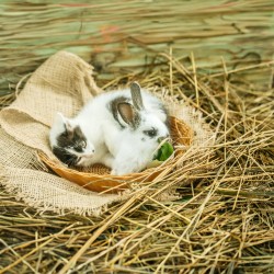 Naturalne sianko z miętą dla królika gryzoni siano świeże naturalne 1kg