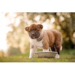 450g Karma Premium dla psa baton Kurczak Dogy 83% mięsa Kiełbasa Pasztet