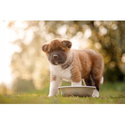 Dozer wołowina mokra karma dla psa bogata w wołowinę 800g